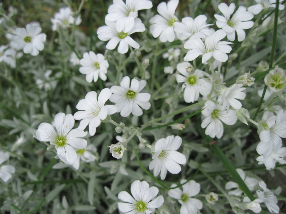 Ясколка снежный