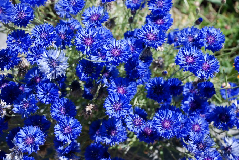 Василек цветы