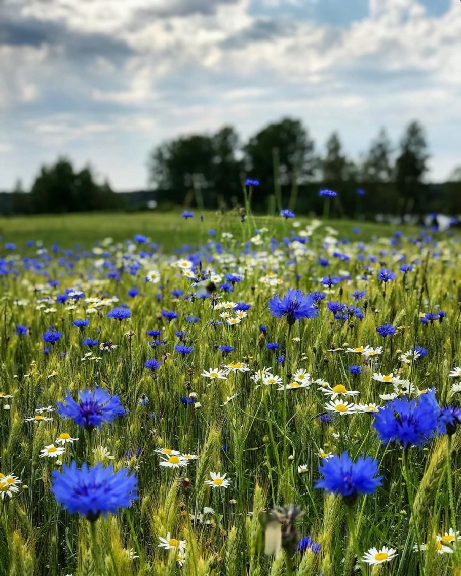 Василек Королевский многолетний