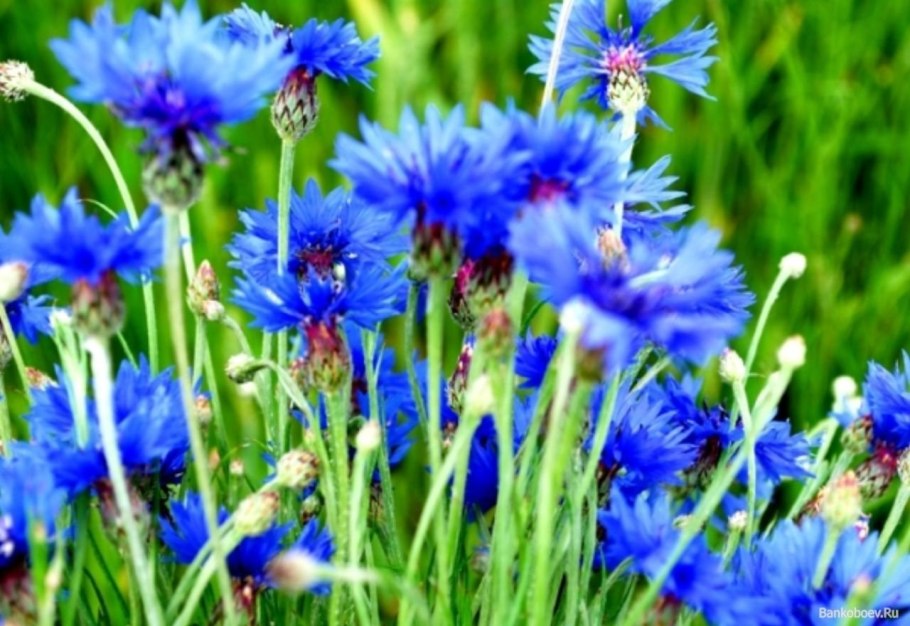 Василек цельнолистный