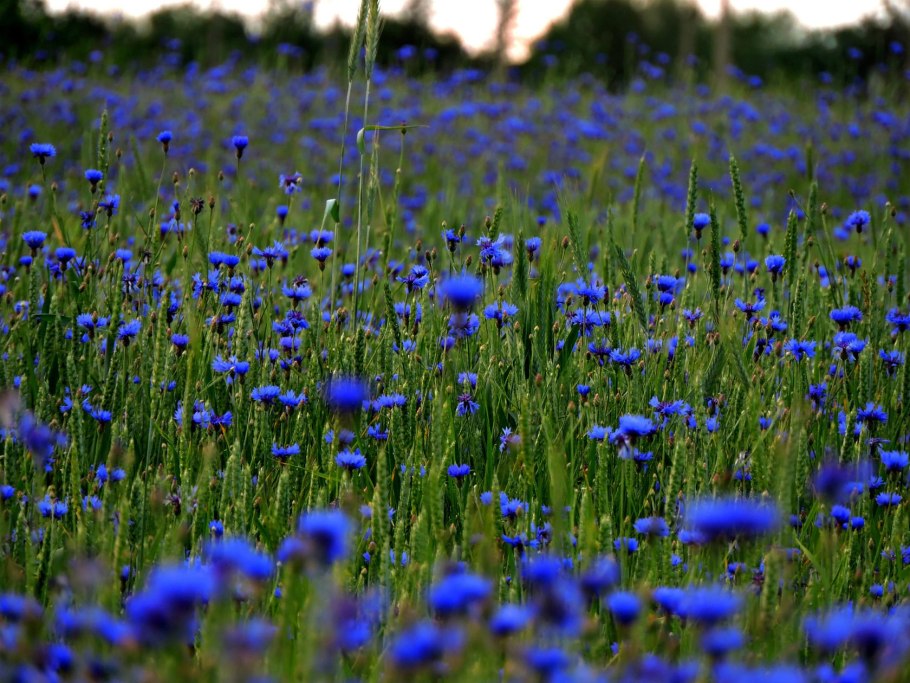 Василек горный грандифлора