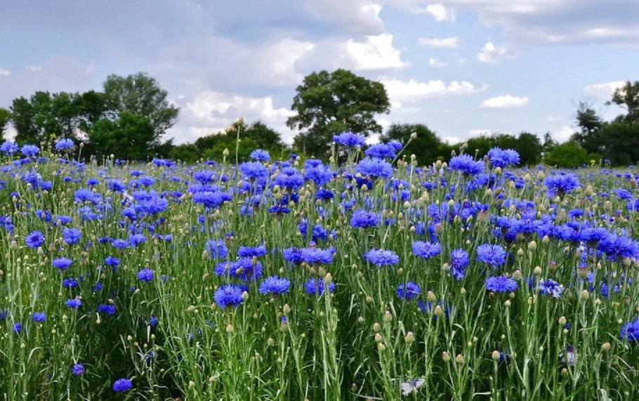 Василек Волошка