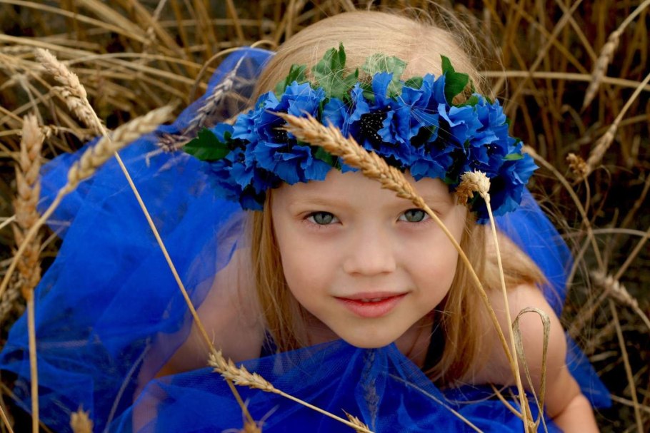 Василек Луговой синий