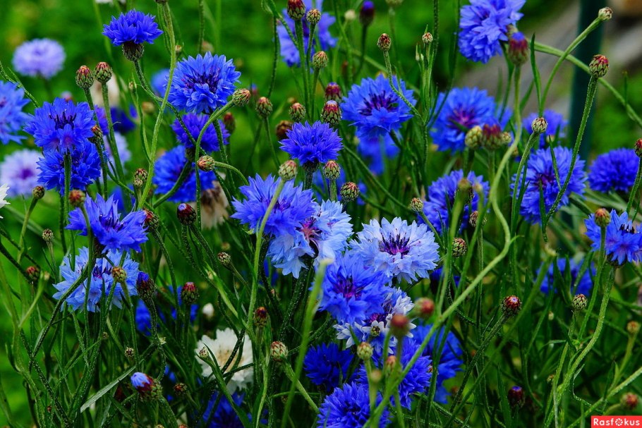 Василёк Донской (Centaurea tanaitica Klok.)