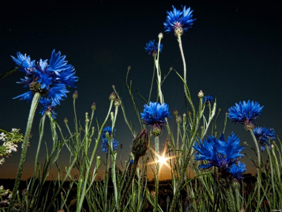 Василек Волошка