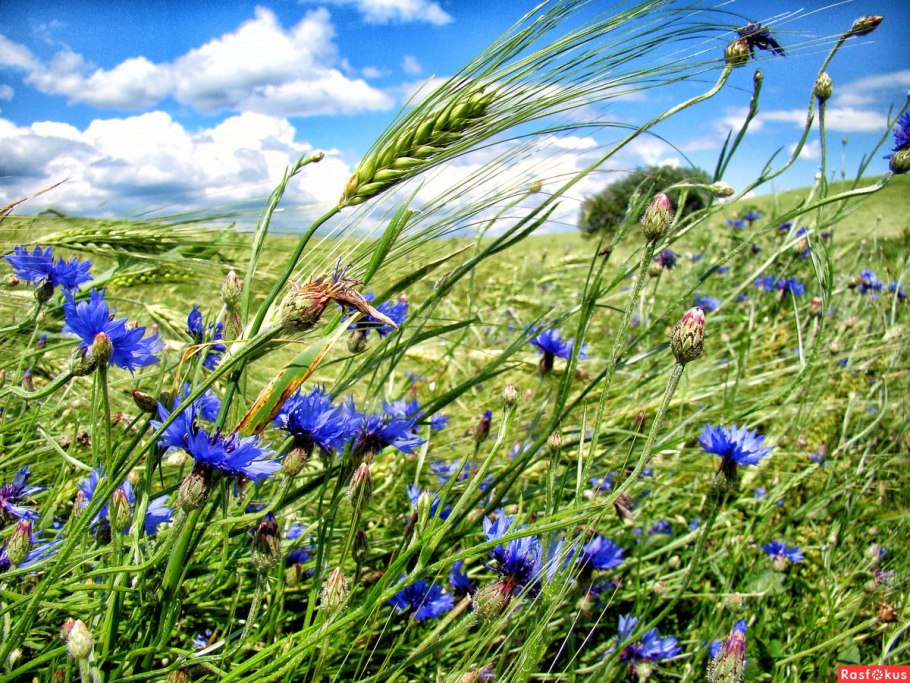 Василек Блу медальон