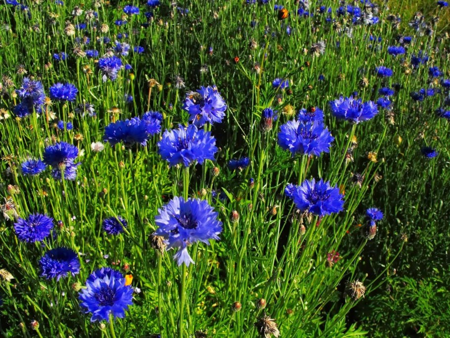 Василек Блу медальон