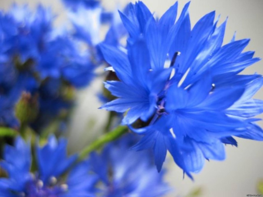 Василек синий Корнфловер