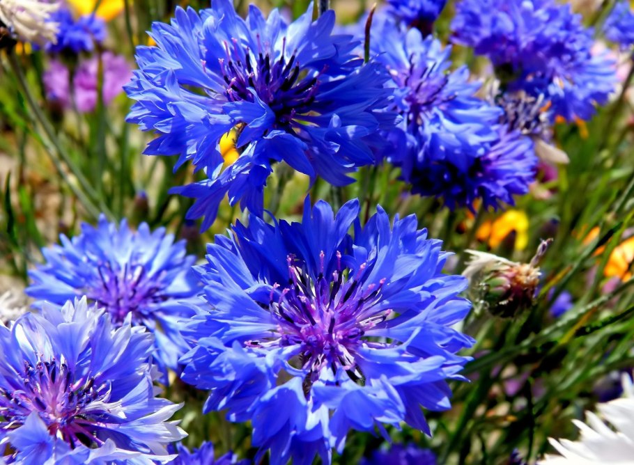 Василёк синий цветки