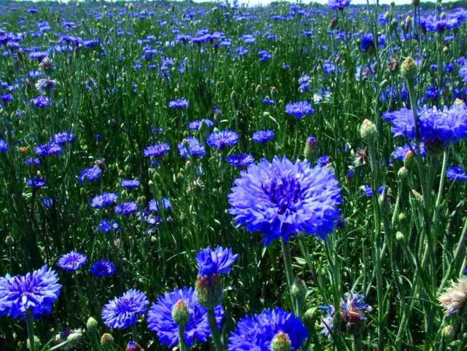 Василек Волошка