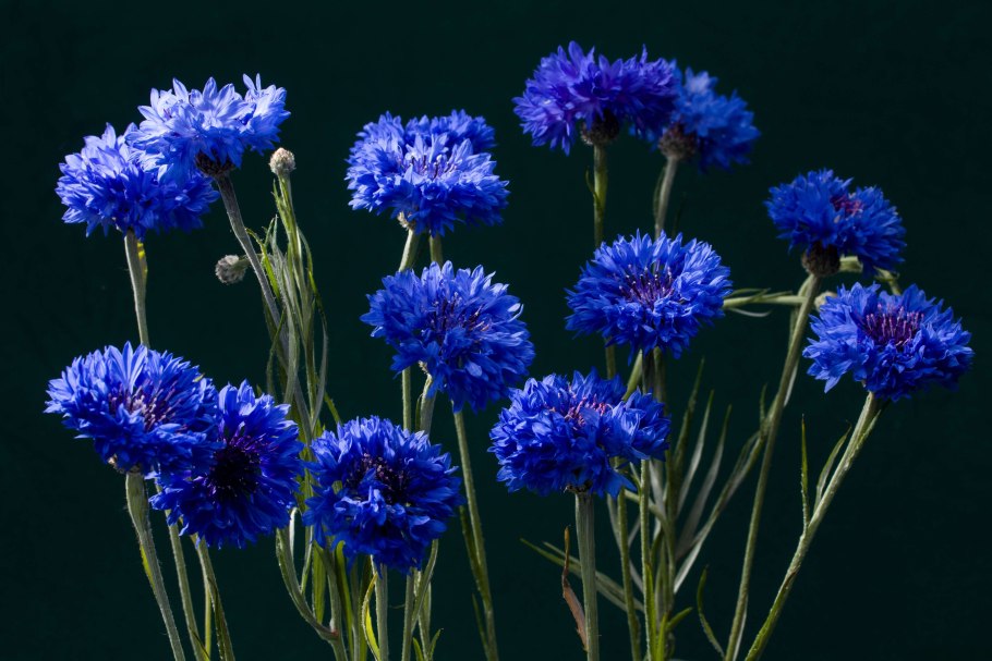 Василек прекрасный (Centaurea pulcherrima