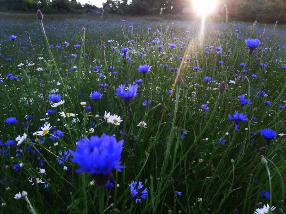 Blue Diadem Василек