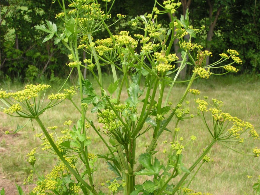 Пастернак посевной (pastinaca Sylvestris)