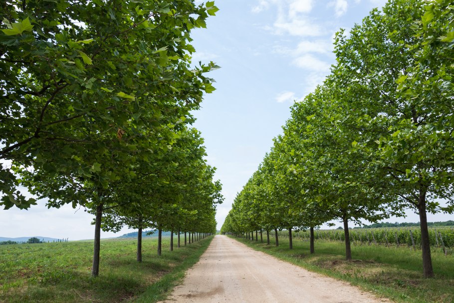 Platanus orientalis дерево