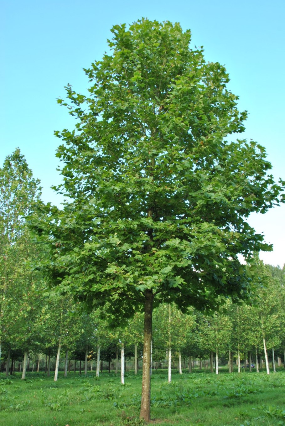 Платан Восточный (Чинар)