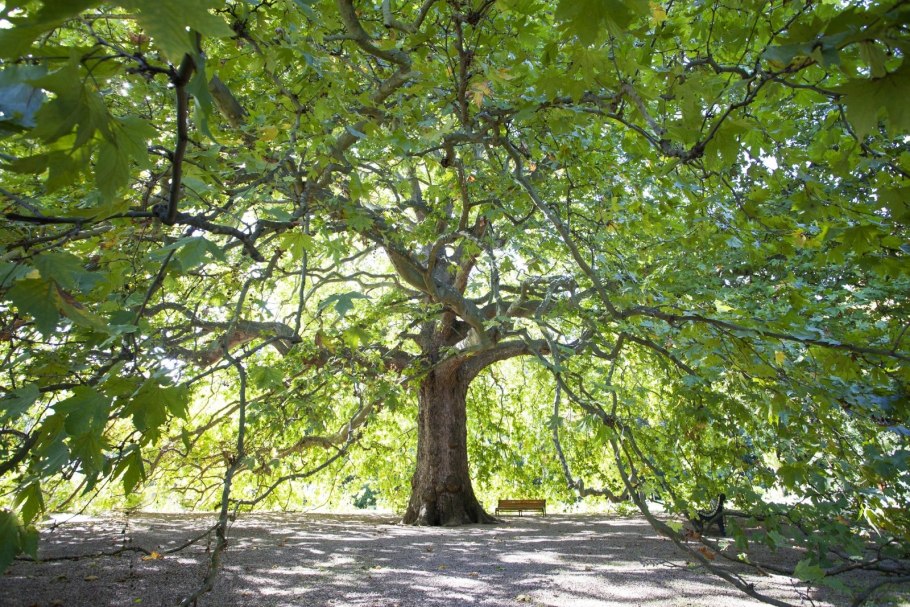 Платан Чинара дерево