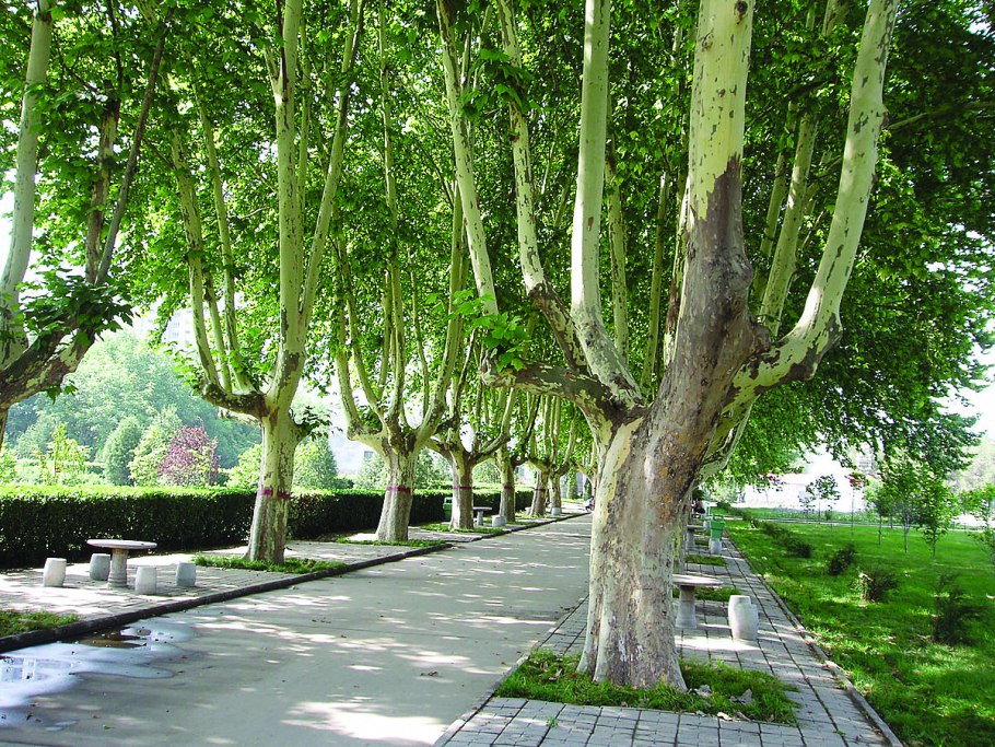 Платан Восточный листья