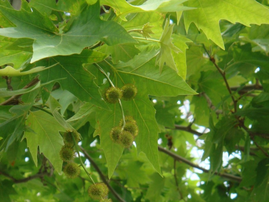 Платан Восточный (Platanus orientalis)