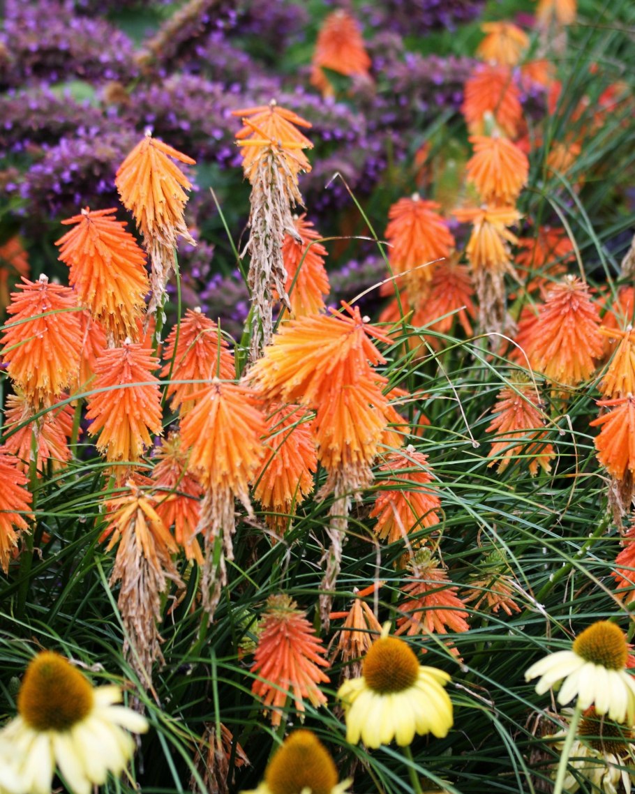 Оранжевый сад Игоря Степанова многолетники