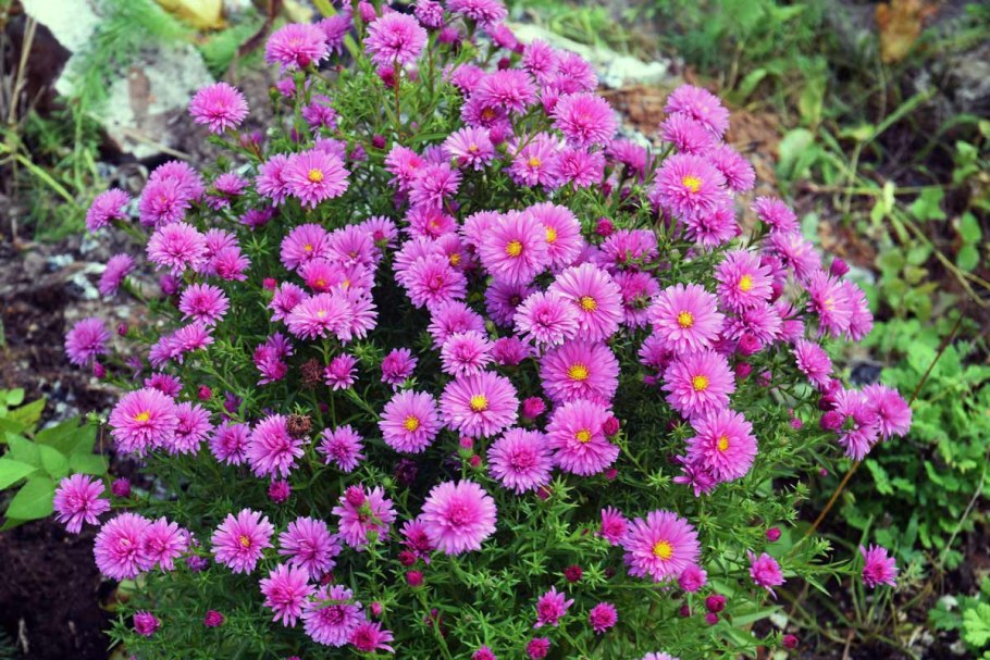 Астра кустарниковая Aster dumosus