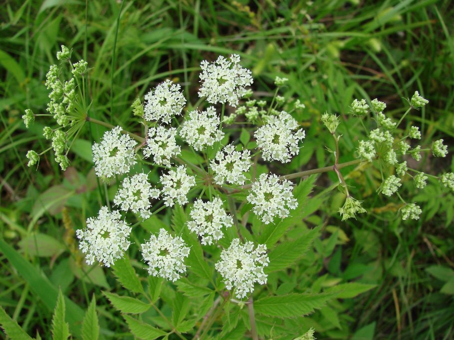 Вёх ядовитый (цикута)