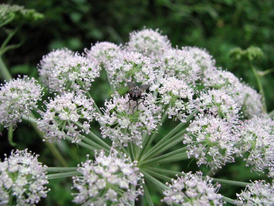 Вех ядовитый цикута