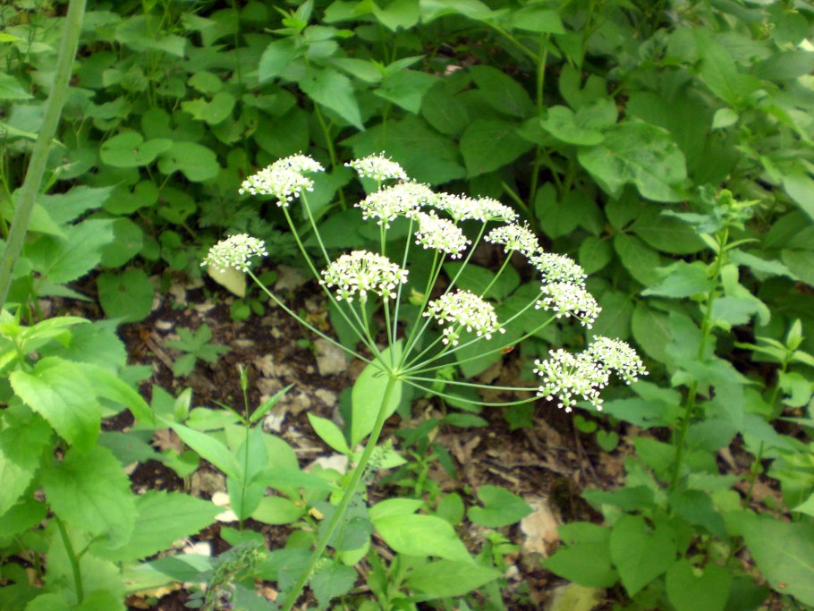 Ядовитое растение цикута