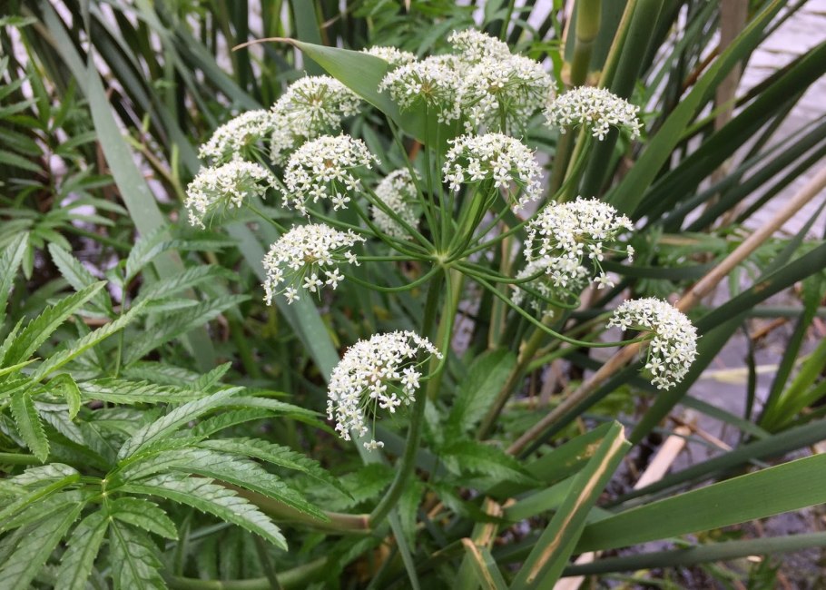 Вех ядовитый цикута