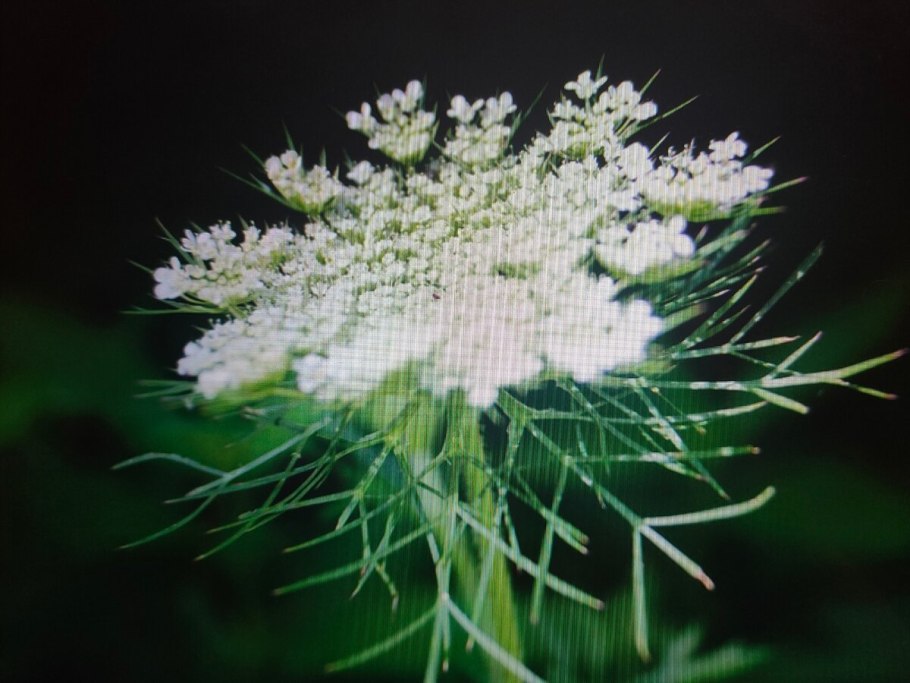 Цикута Дудник