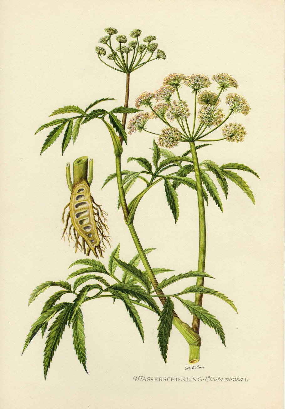 Цикута болиголов