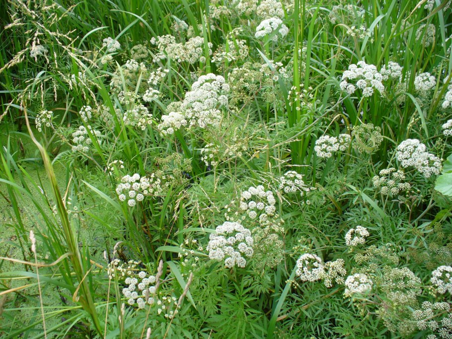 Вех ядовитый корневище