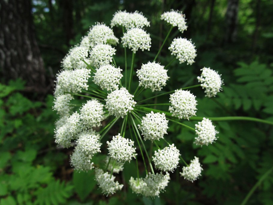 Омежник болиголов