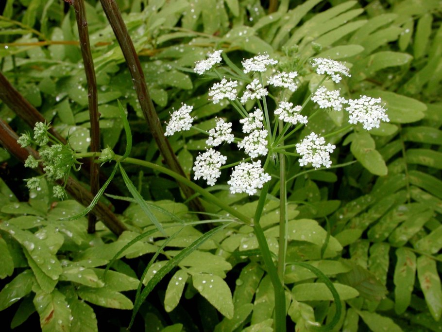 Вех ядовитый цикута