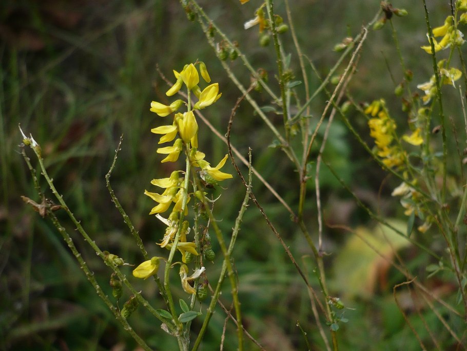 Melilotus suaveolens