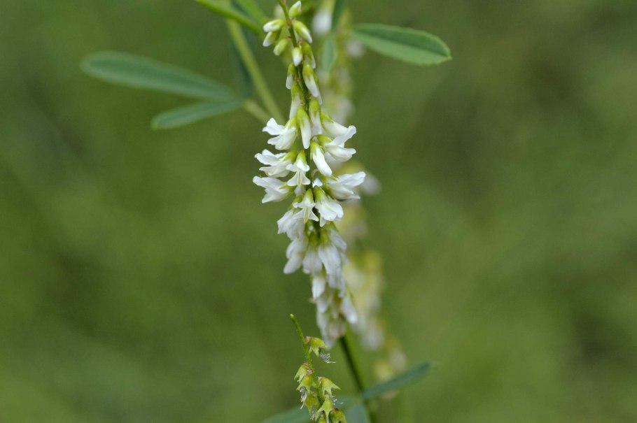 Донник желтый, буркун желтый.