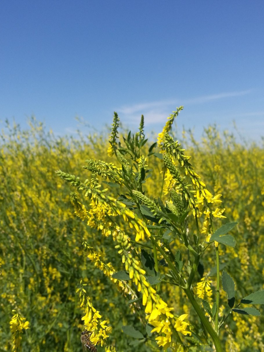 Донник душистый