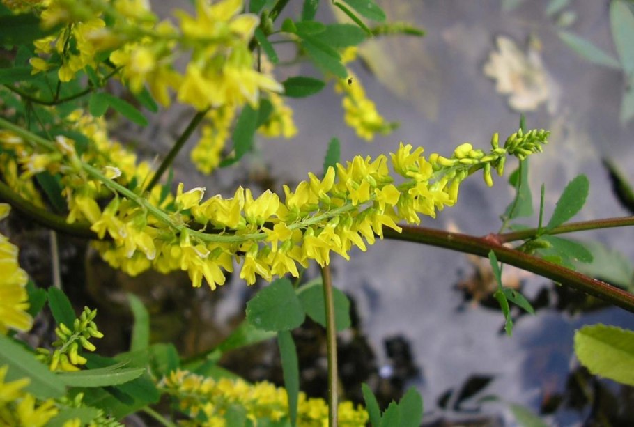 Донник белый донник желтый