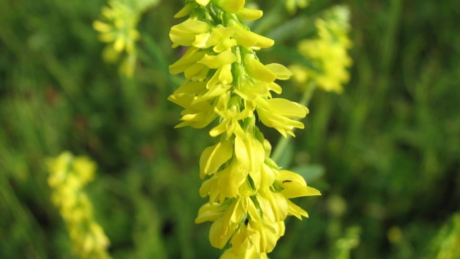 Донник желтый (Melilotus officinalis)