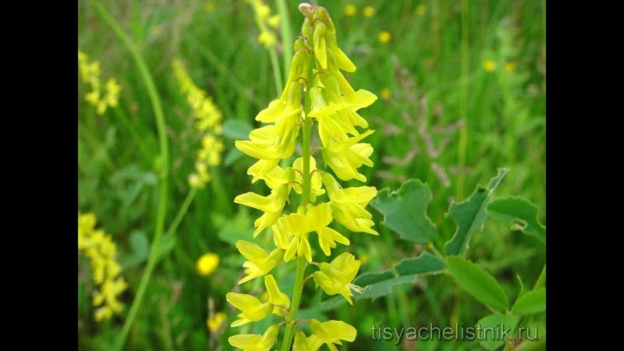 Донник буркун