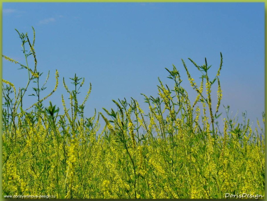 Донник – «Царский венец»