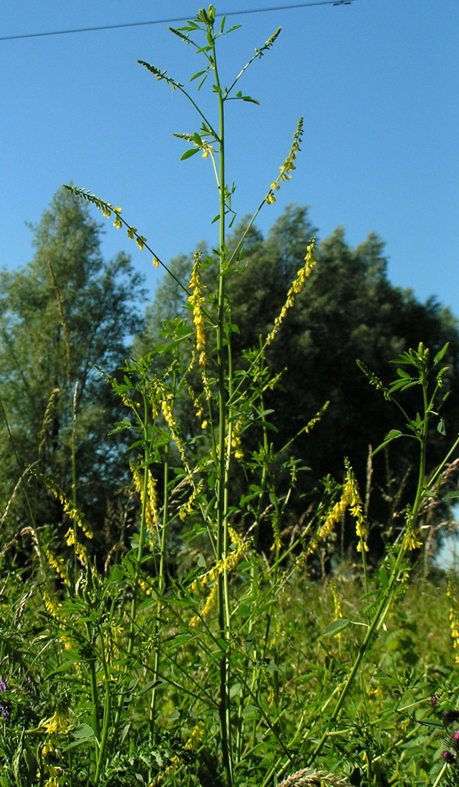 Донник melilotus officinalis