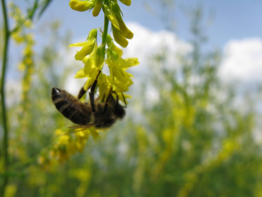 Донник душистый