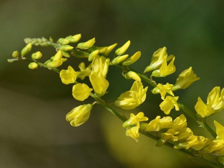 Донник лекарственный