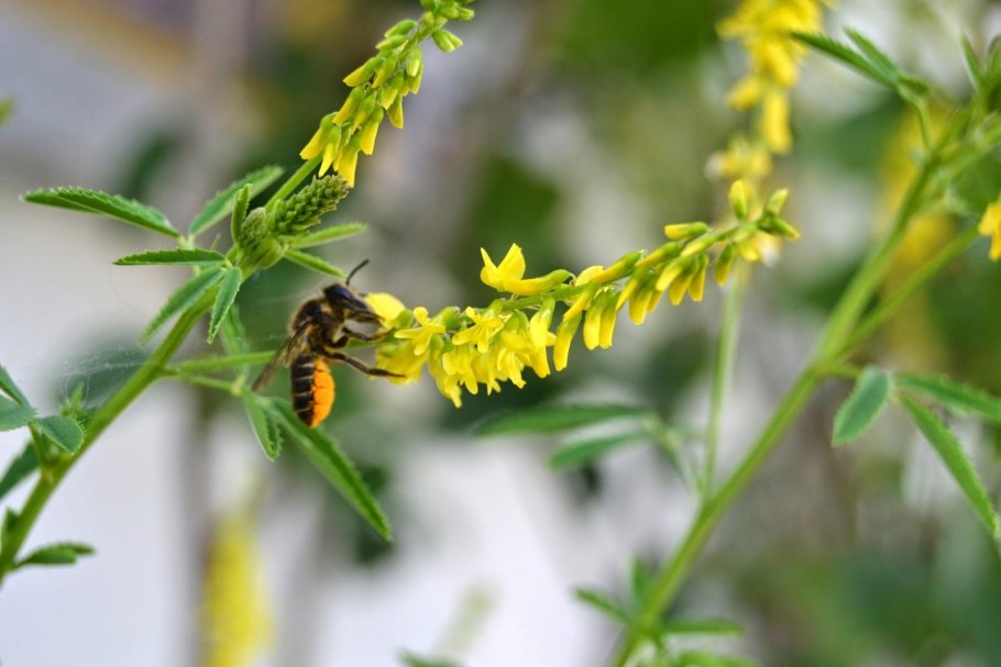 Донник зубчатый