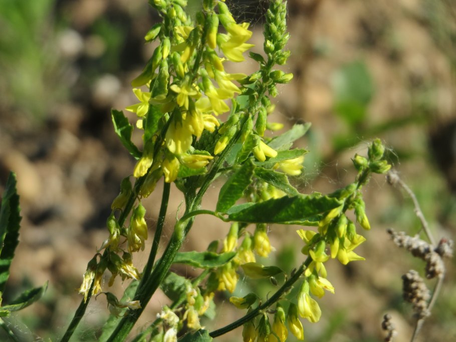 Донник ароматный донник душистый