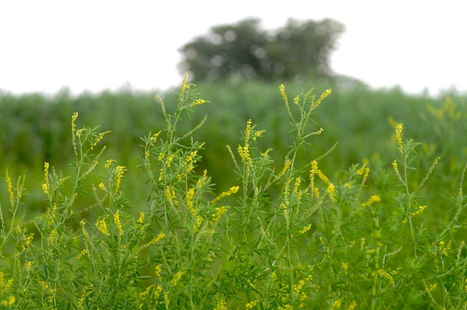 Донник зубчатый