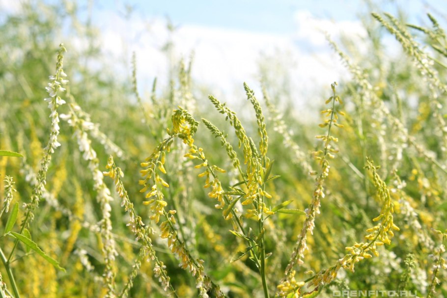 Донник желтый, буркун желтый.