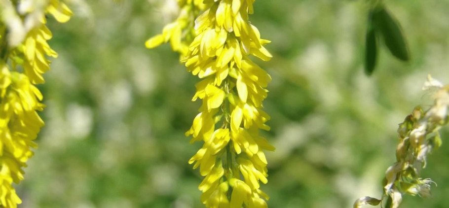 Донник в пучках