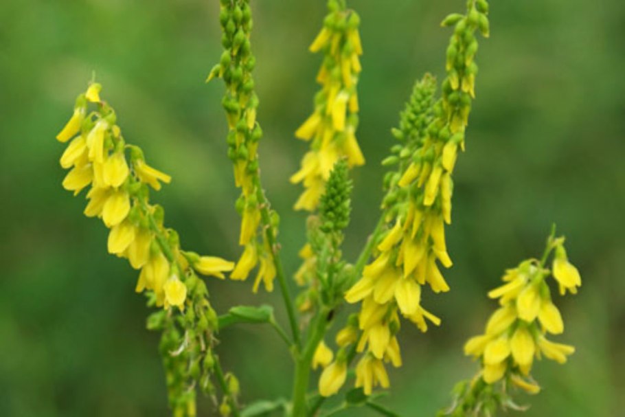 Донник Луговой