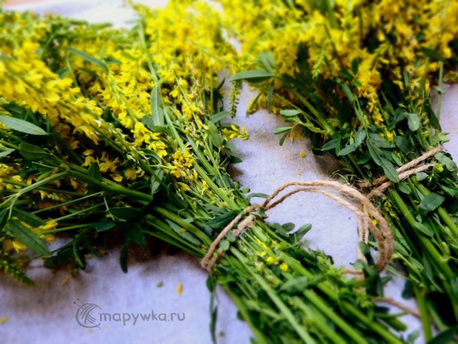 Иссоп лекарственный Альбус Hyssopus officinalis Albus